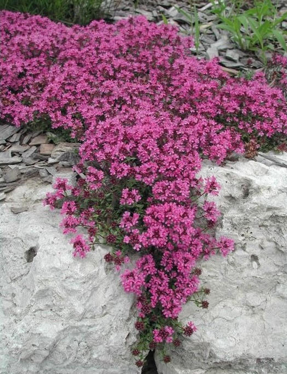 Thymus praecox 'Coccineus' (25) BR Plants