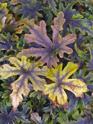 Tiarella Iron Butterfly PP12396 30ct Flat