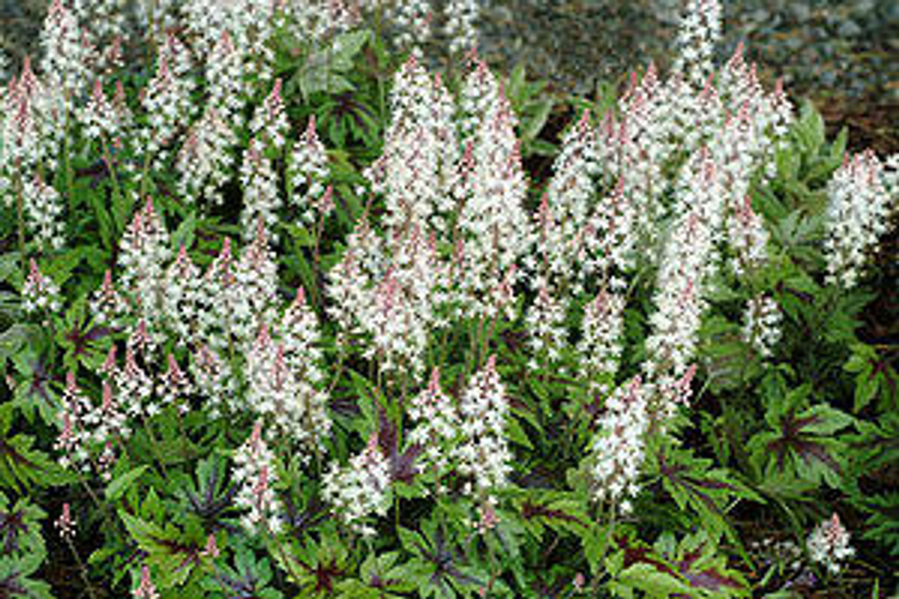 Tiarella Sugar and Spice PP16738 30ct Flat