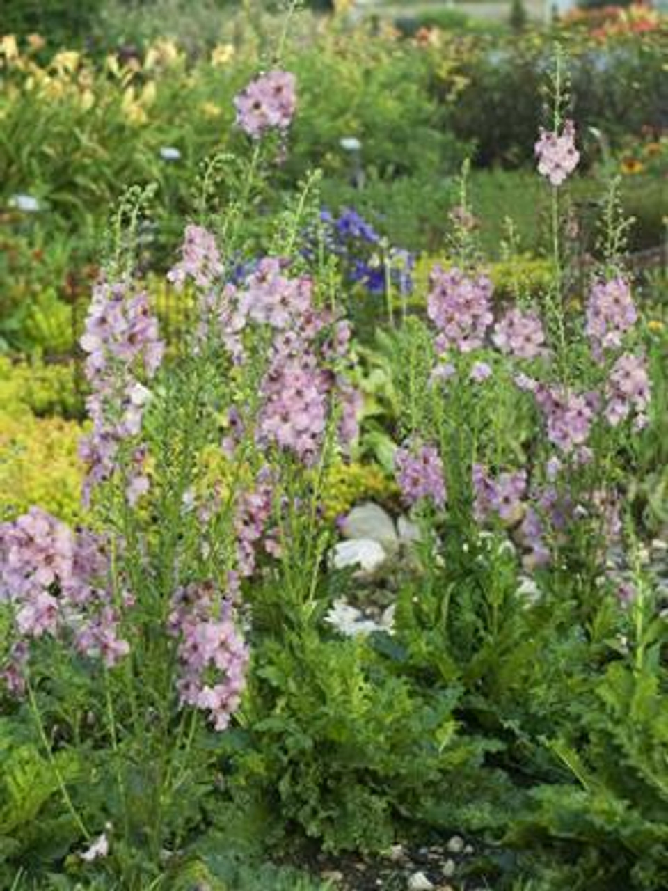 Verbascum Summer Sorbet 20ct Flat