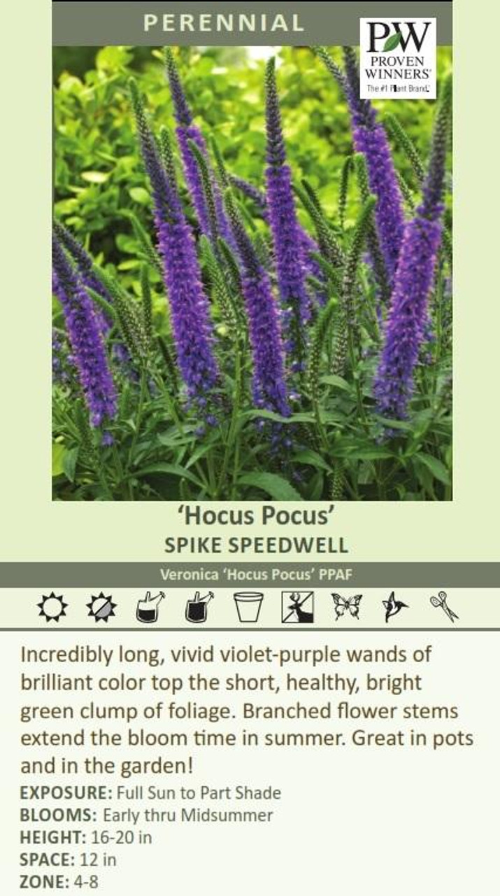 Veronica Hocus Pocus PP23853 25 BR Plants