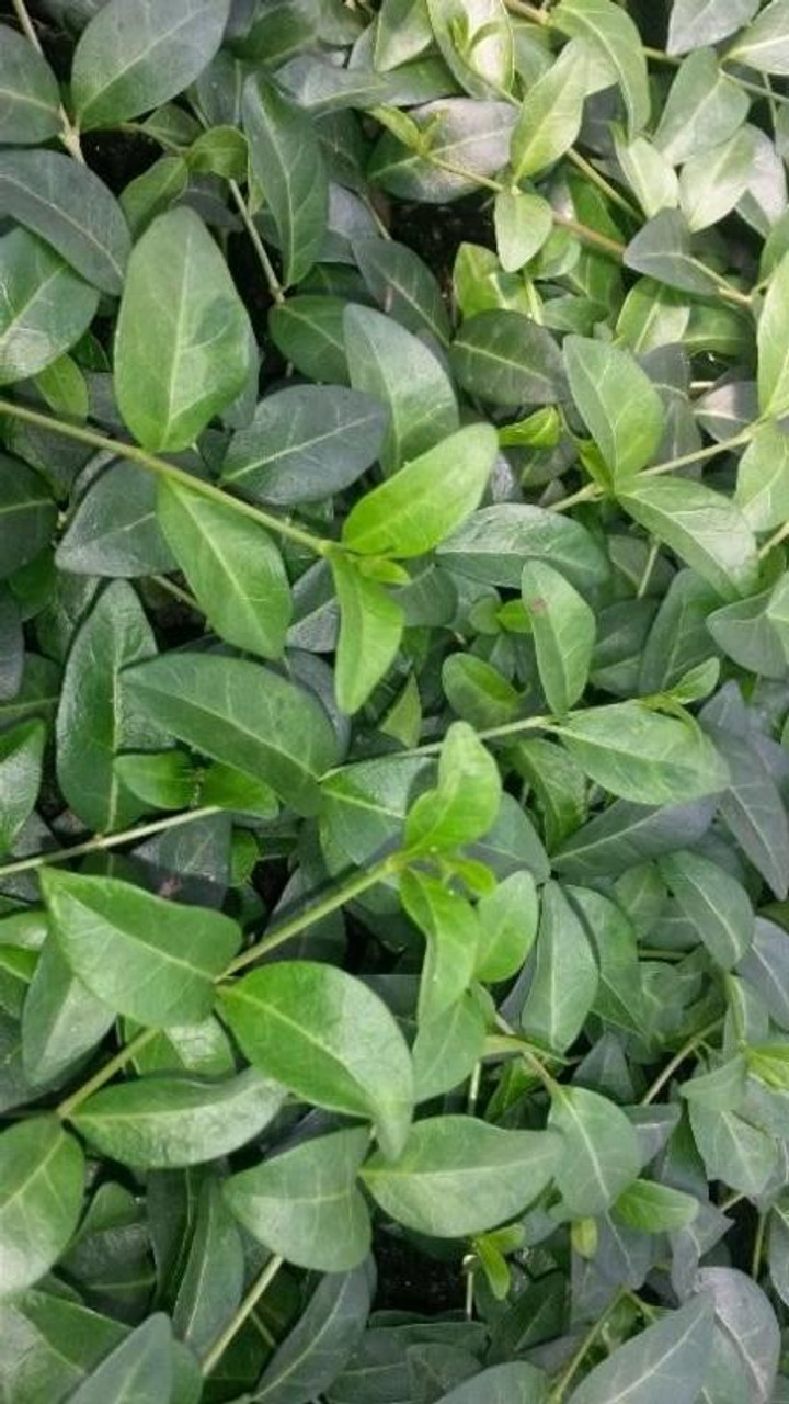 Vinca minor 100 <a href="https://www.bloomindesigns.com/bare-root-perennials/" target="_blank">Bare Root Plants</a>