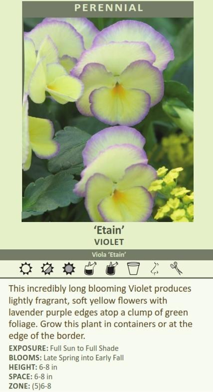 Viola Etain 30ct Flat