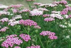 Achillea Oertels Rose 10ct Quarts