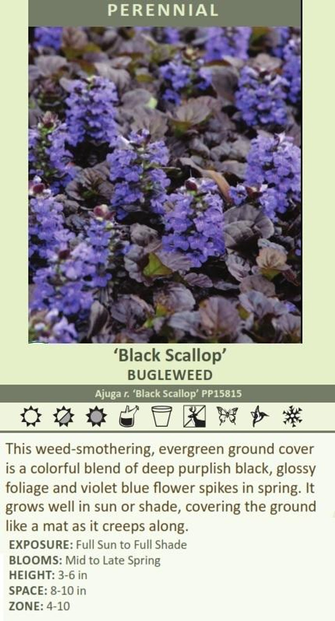 Ajuga reptans Black Scallop PP15815 10ct Flat