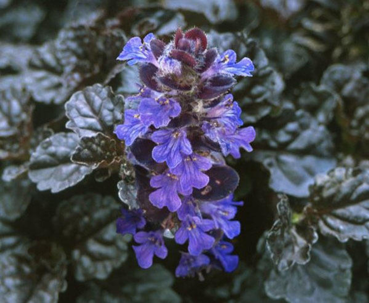 Ajuga reptans Black Scallop PP15815 10ct Flat