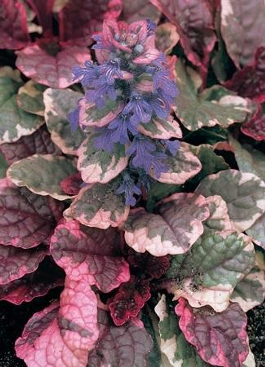 Ajuga reptans Burgundy Glow 10ct Flat