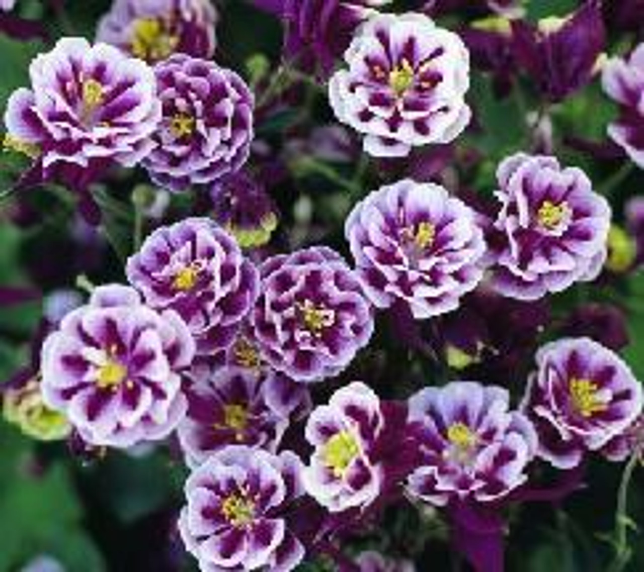 Aquilegia xWinky Double Red and White 10ct Quarts