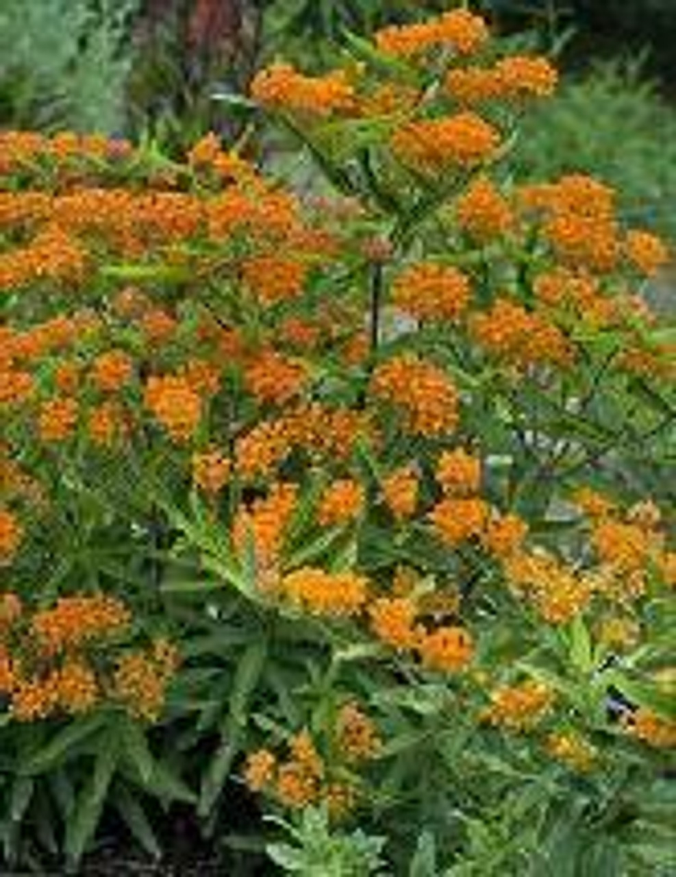 Asclepias tuberosa