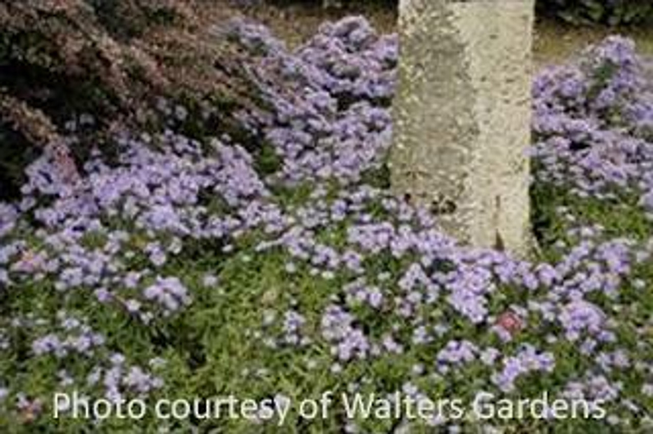 Aster novi-belgii Woods Blue