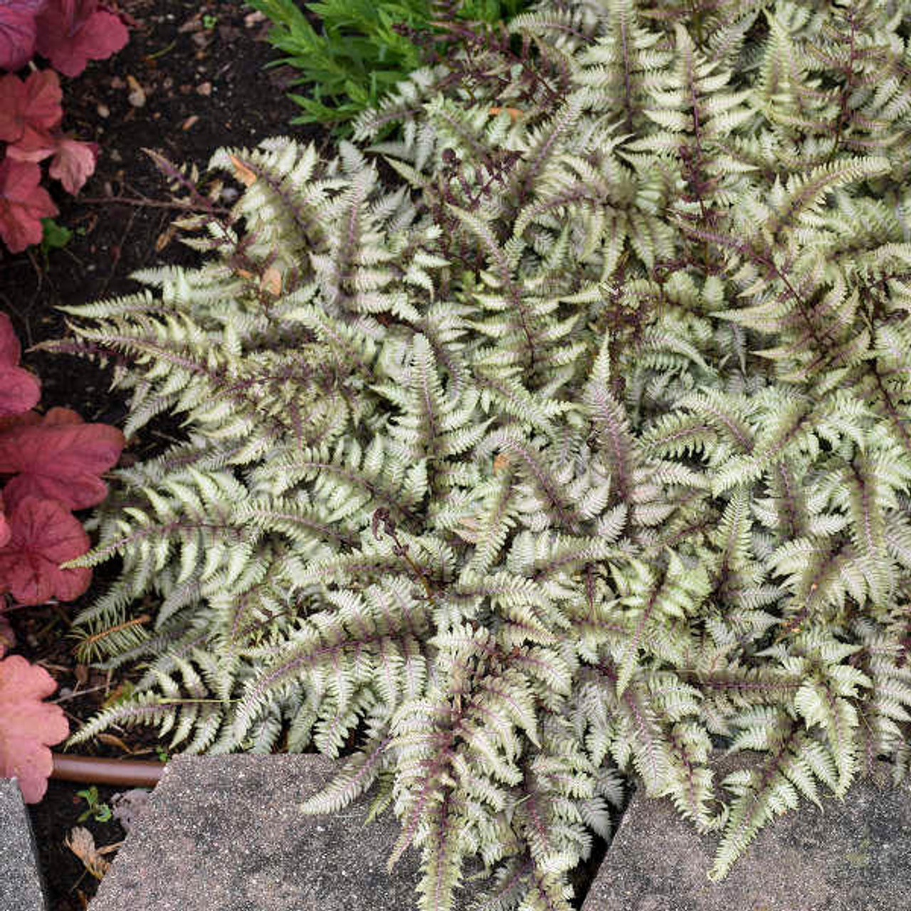 Athyrium Nipponicum 'Pictum' (10)ct Quarts