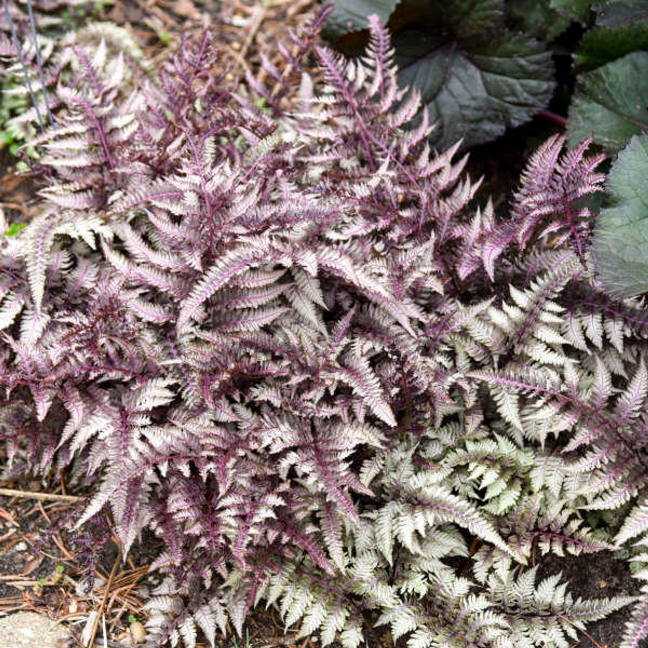 Athyrium Nipponicum 'Pictum' (10)ct Quarts