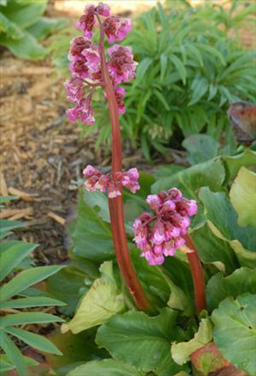 Bergenia cordifolia Winter Glow 10ct Quarts