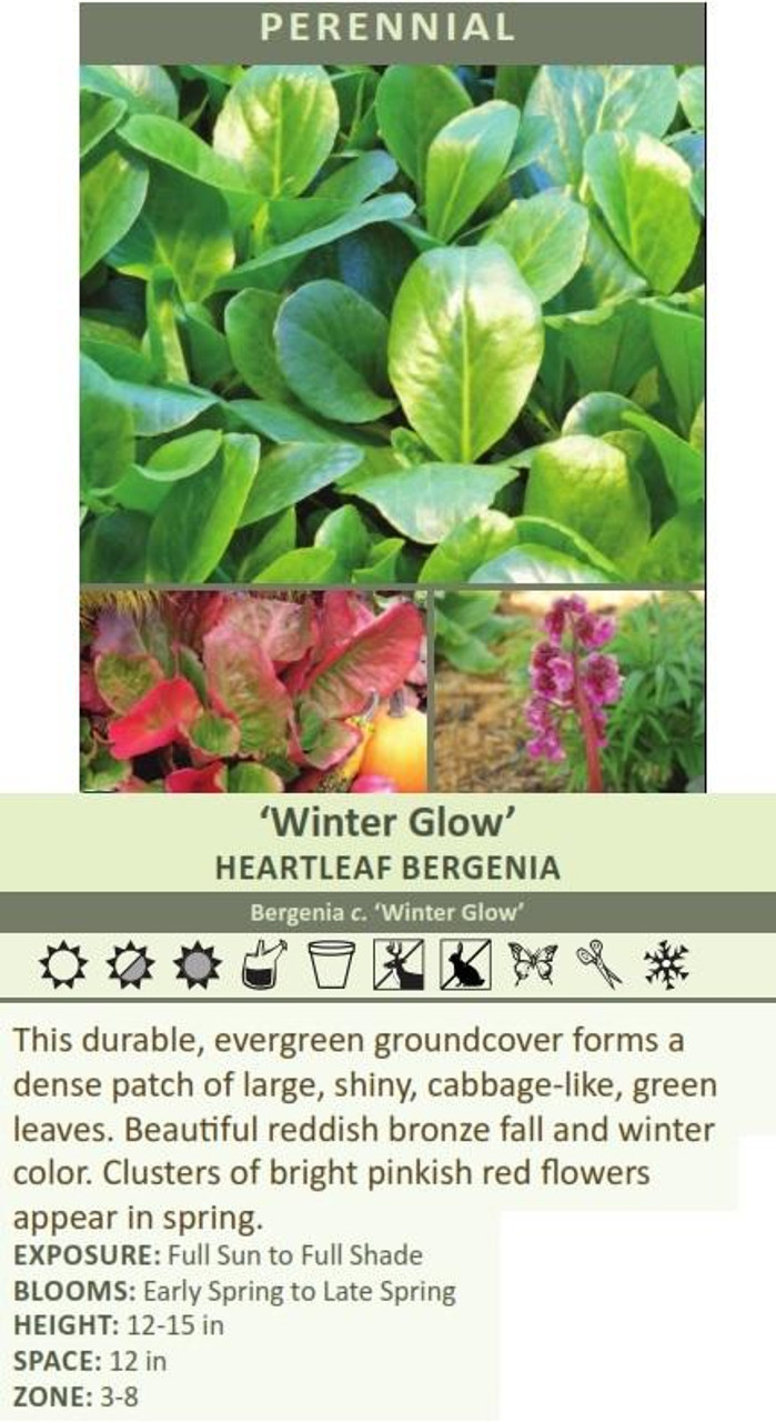 Bergenia cordifolia Winter Glow 10ct Quarts