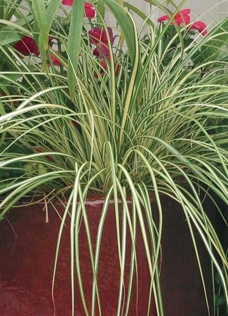 Carex hachijoensis 'Evergold' shipped from Grower to your door