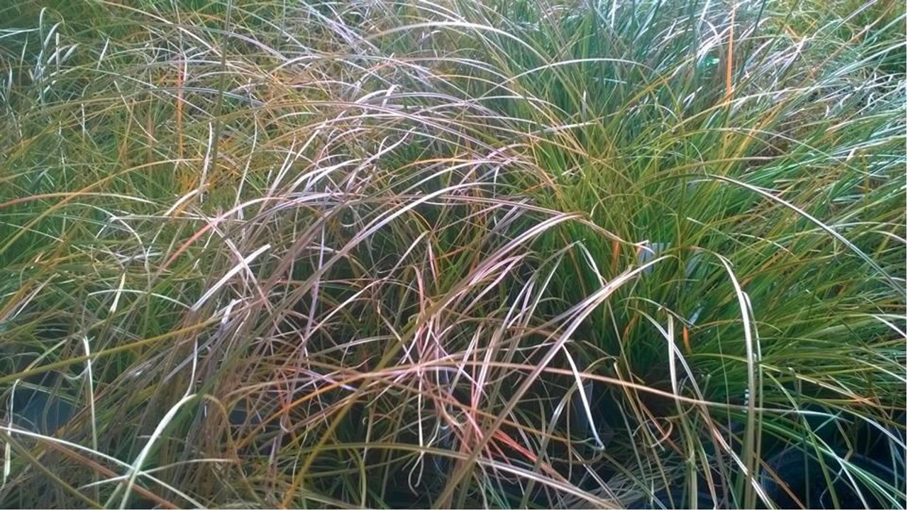 Carex testacea Orange Sedge 10ct Quarts