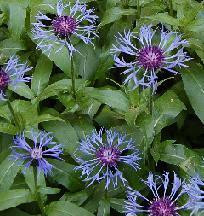 Centaurea montana 10ct Quarts
