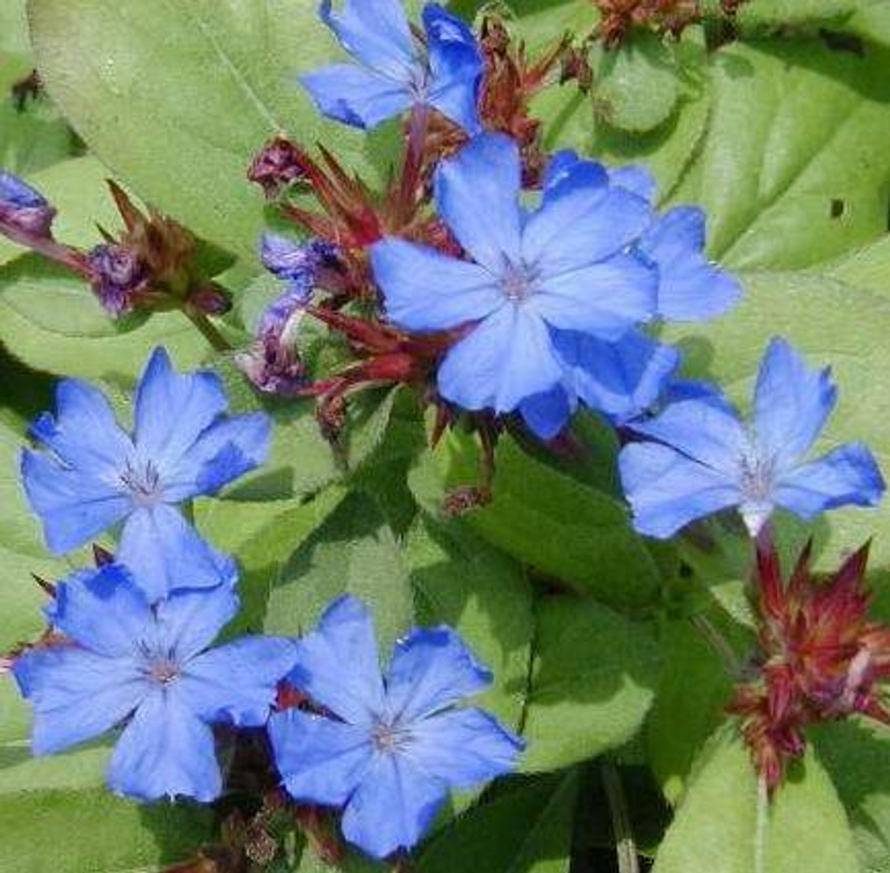 Ceratostigma plumbaginoides Plumbago 10ct Flat