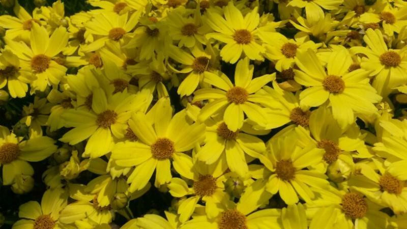 Coreopsis Citrine 10ct Quarts