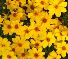 Coreopsis Citrine 10ct Quarts