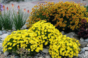 Coreopsis Citrine 10ct Quarts