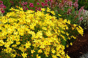 Coreopsis Citrine 10ct Quarts