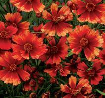 Coreopsis Desert Coral PPAF 10ct Quarts
