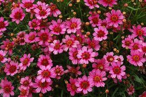 Coreopsis Garnet PP22845 10ct Quarts