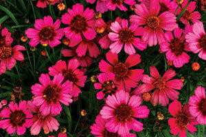 Coreopsis Garnet PP22845 10ct Quarts