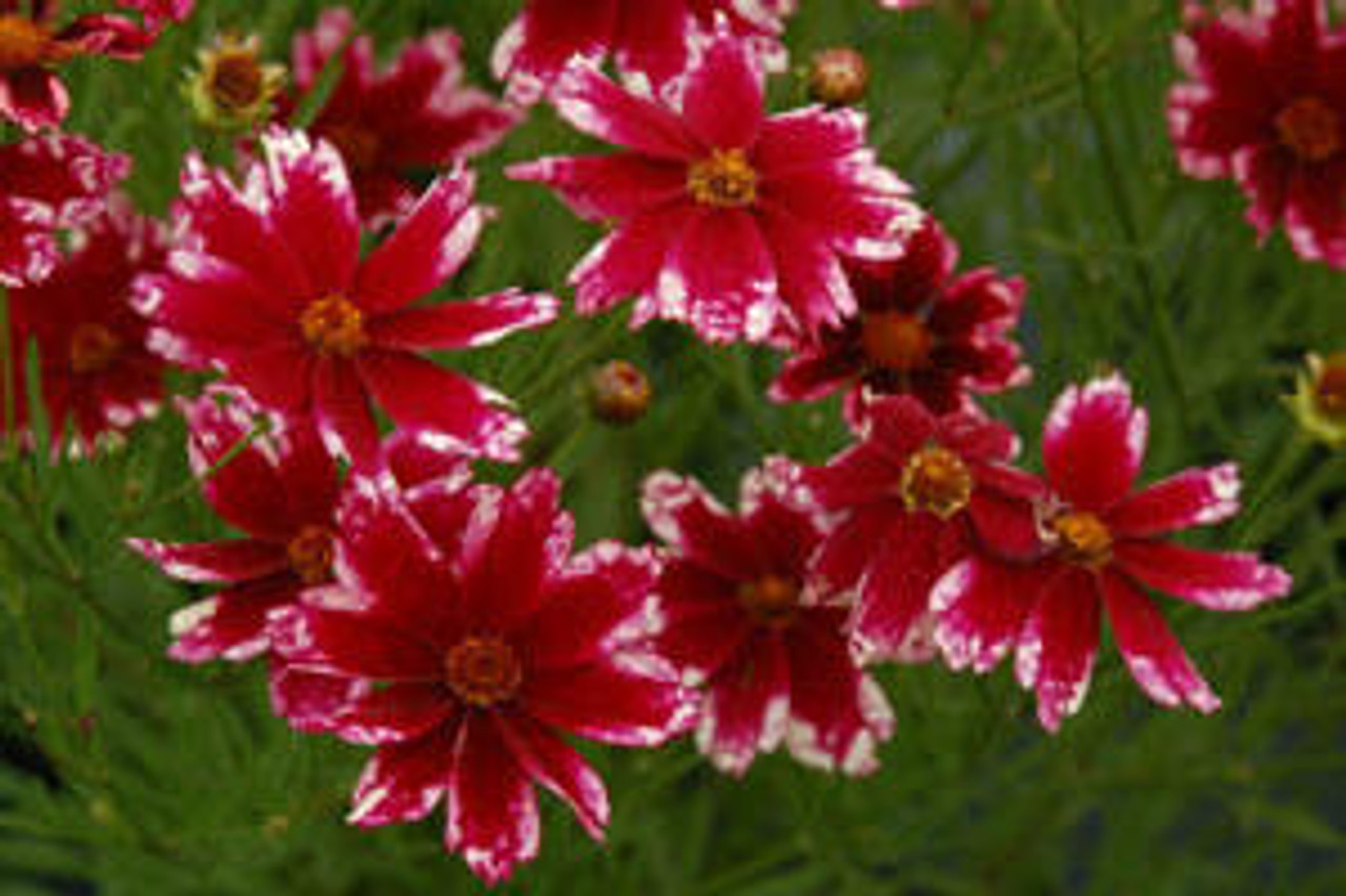 Coreopsis Ruby Frost PP21758 10ct Quarts