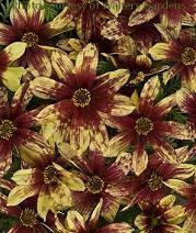 Coreopsis verticillata Route 66 PP20609