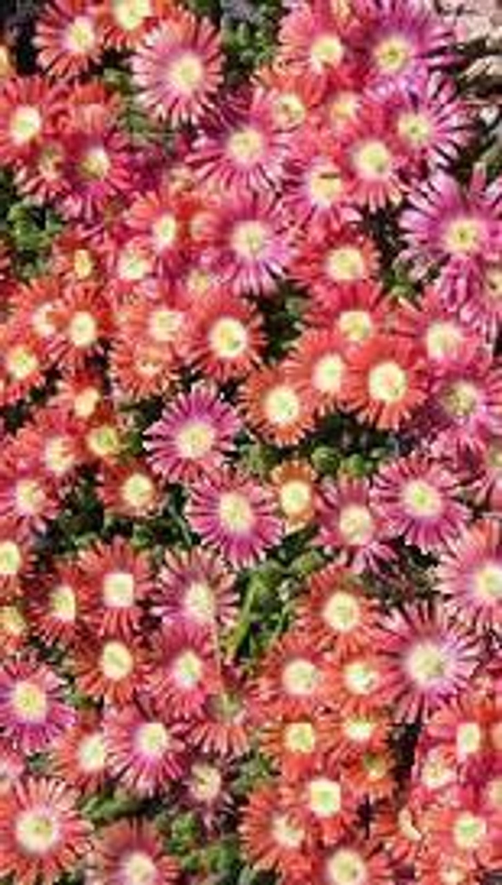 Delosperma dyeri Psdold Red Mountain 10ct Flat