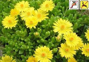 Delosperma nubigena 10ct Flat