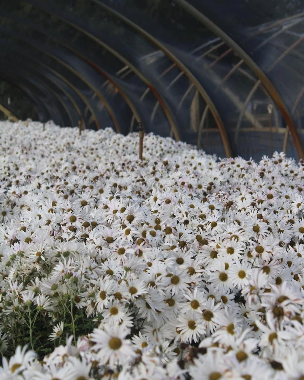 Dendranthema 'Sheffield Pink' (3.5 inch pot)
