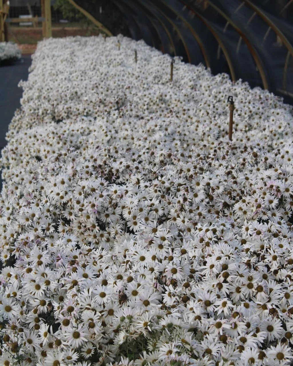 Dendranthema 'Sheffield Pink' (3.5 inch pot)