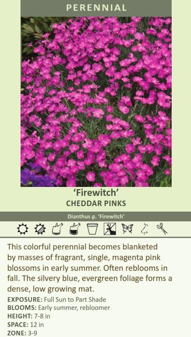 Dianthus gratianopolitanus Firewitch 10ct Quarts