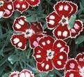 Dianthus Spangled Star PP13029