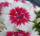 Dianthus Starry Night PPAF