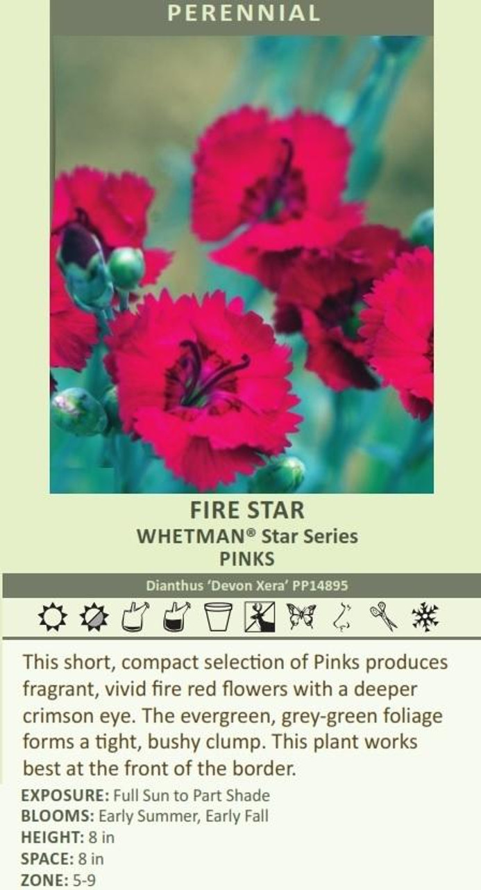 Dianthus Fire Star PP14895 10ct Quarts