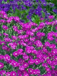 Dianthus x Shooting Star PP14895 10ct Flat