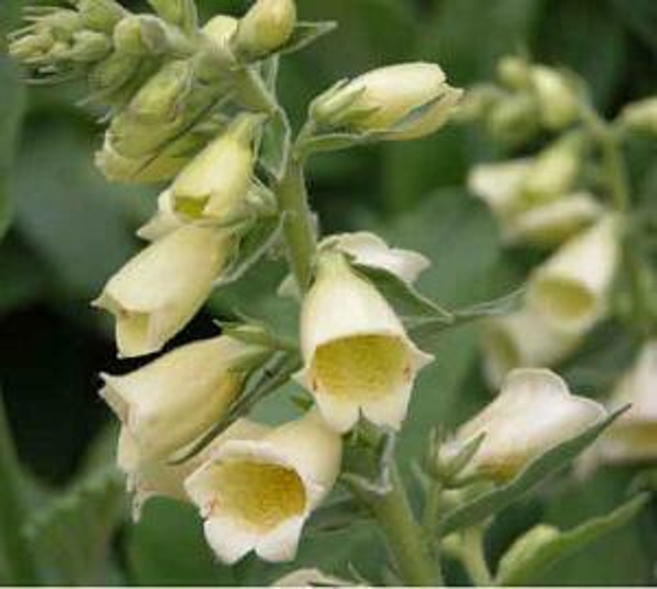 Digitalis grandiflora Carillon 10ct Quarts