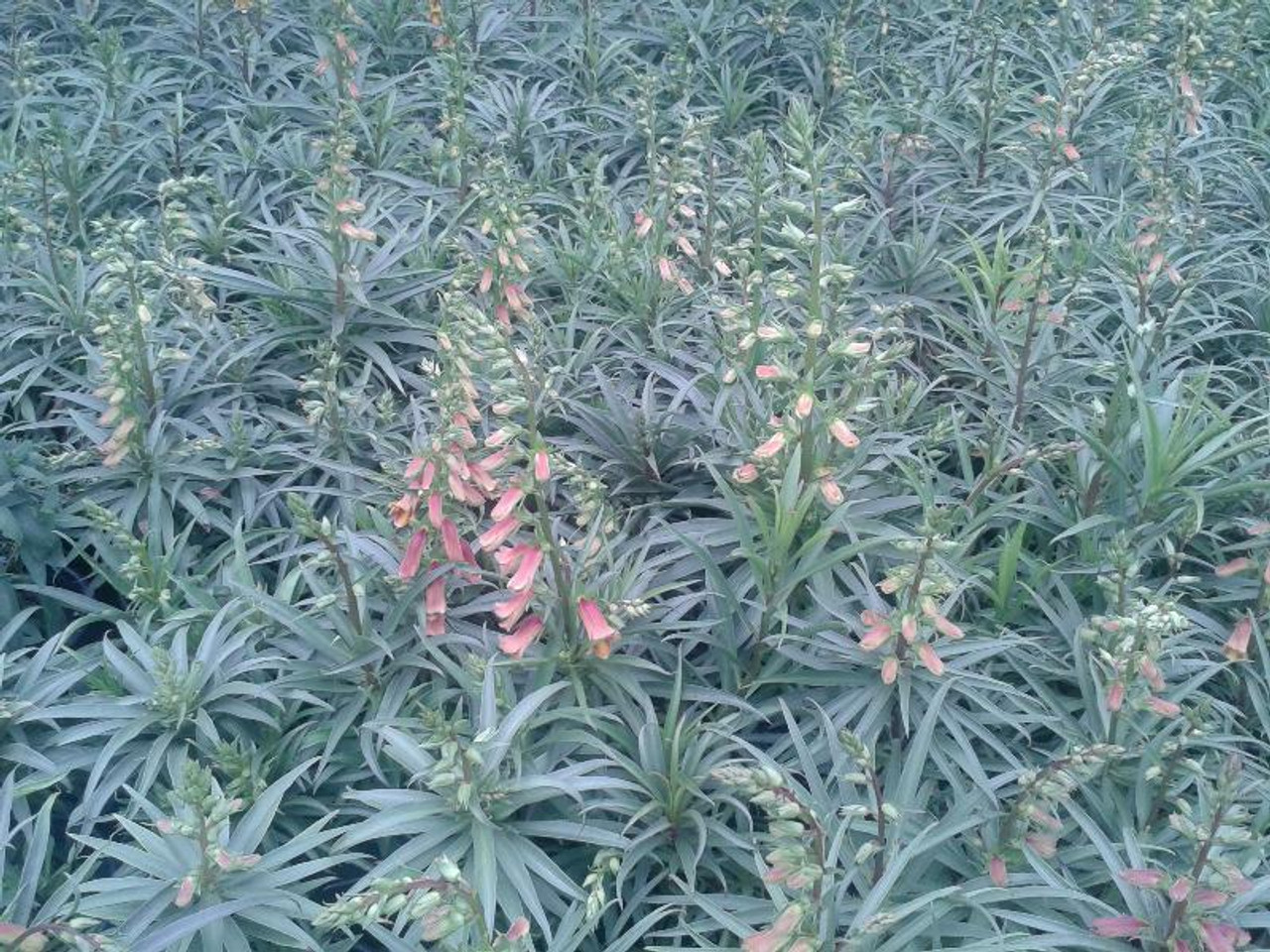 Digitalis obscura 10ct Quarts