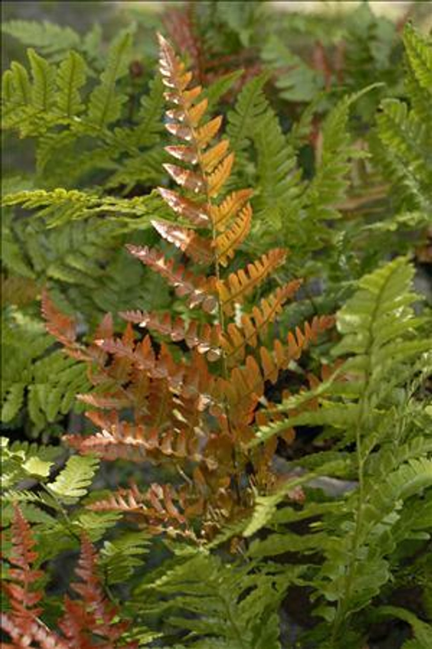 Dryopteris erythrosora Brilliance 10ct Quarts