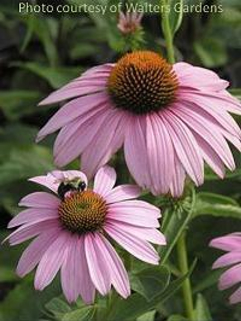 Echinacea p Magnus