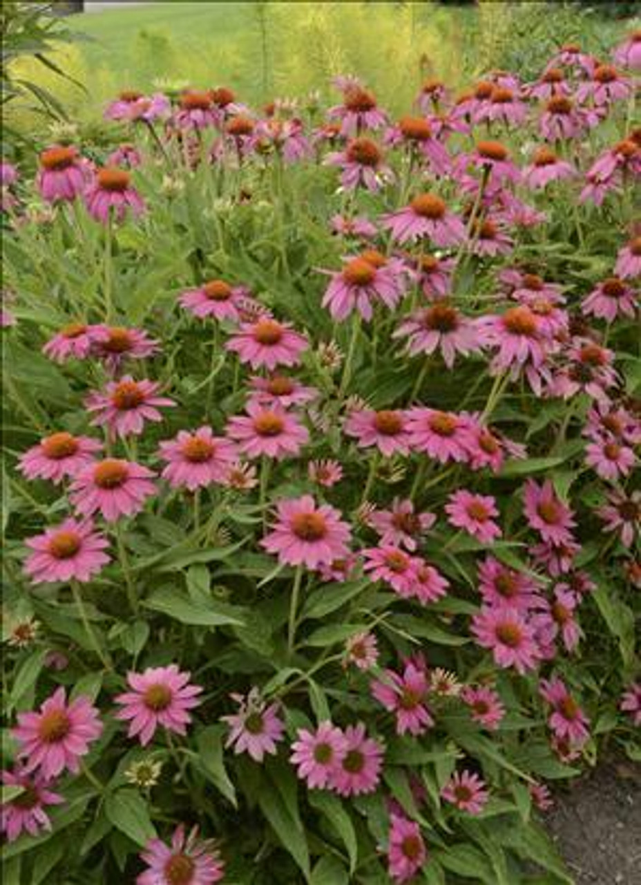 Echinacea p Pow Wow Wild Berry 10ct Quarts