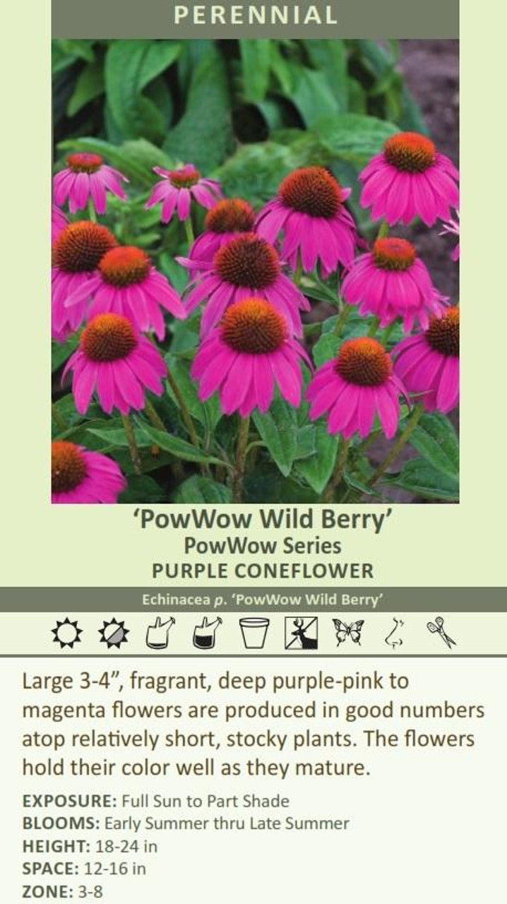 Echinacea p Pow Wow Wild Berry 10ct Quarts