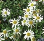 Erigeron scopulinus 10ct Flat