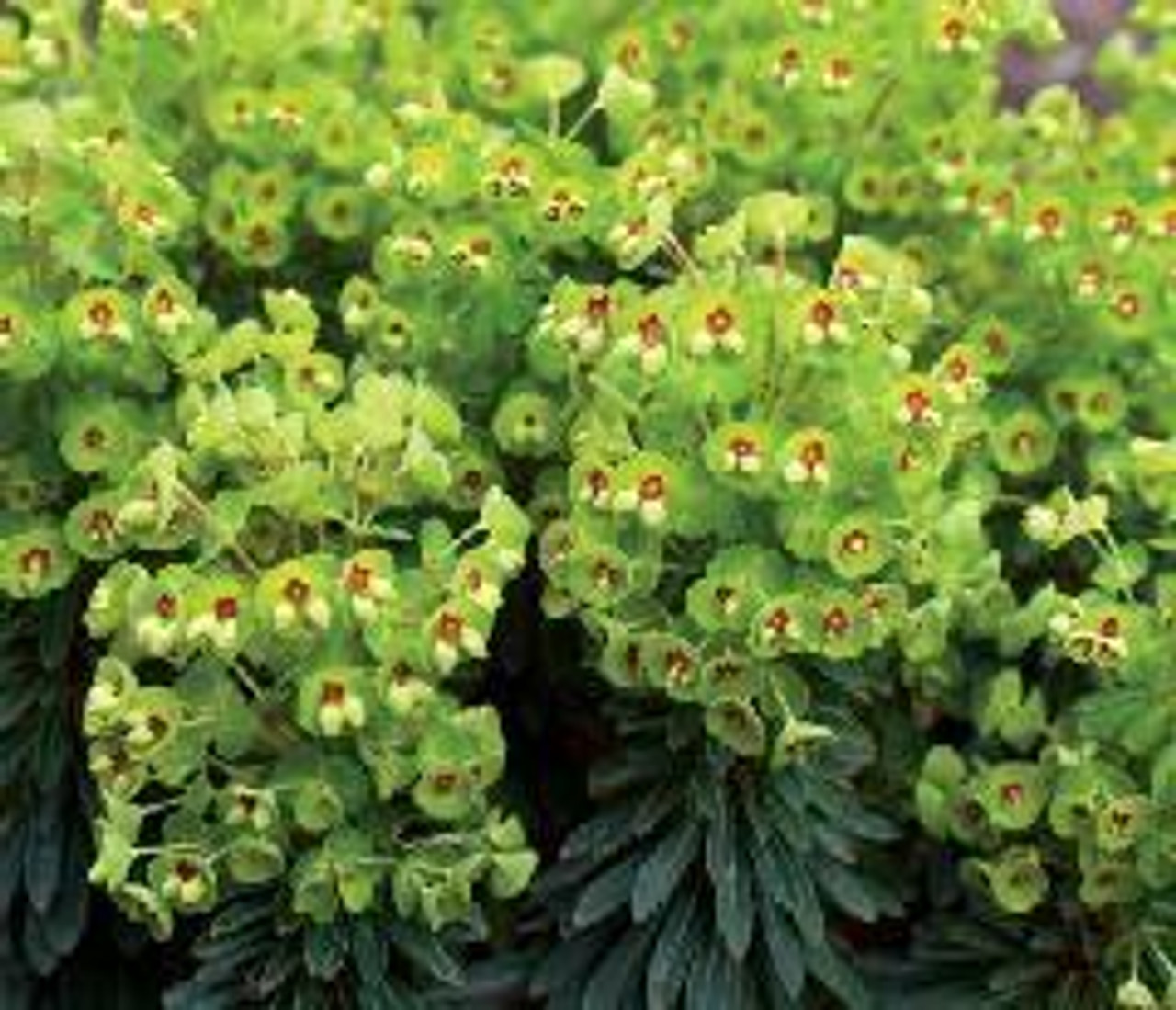 Euphorbia x martini Tiny Tim PP16,930 10ct Quarts