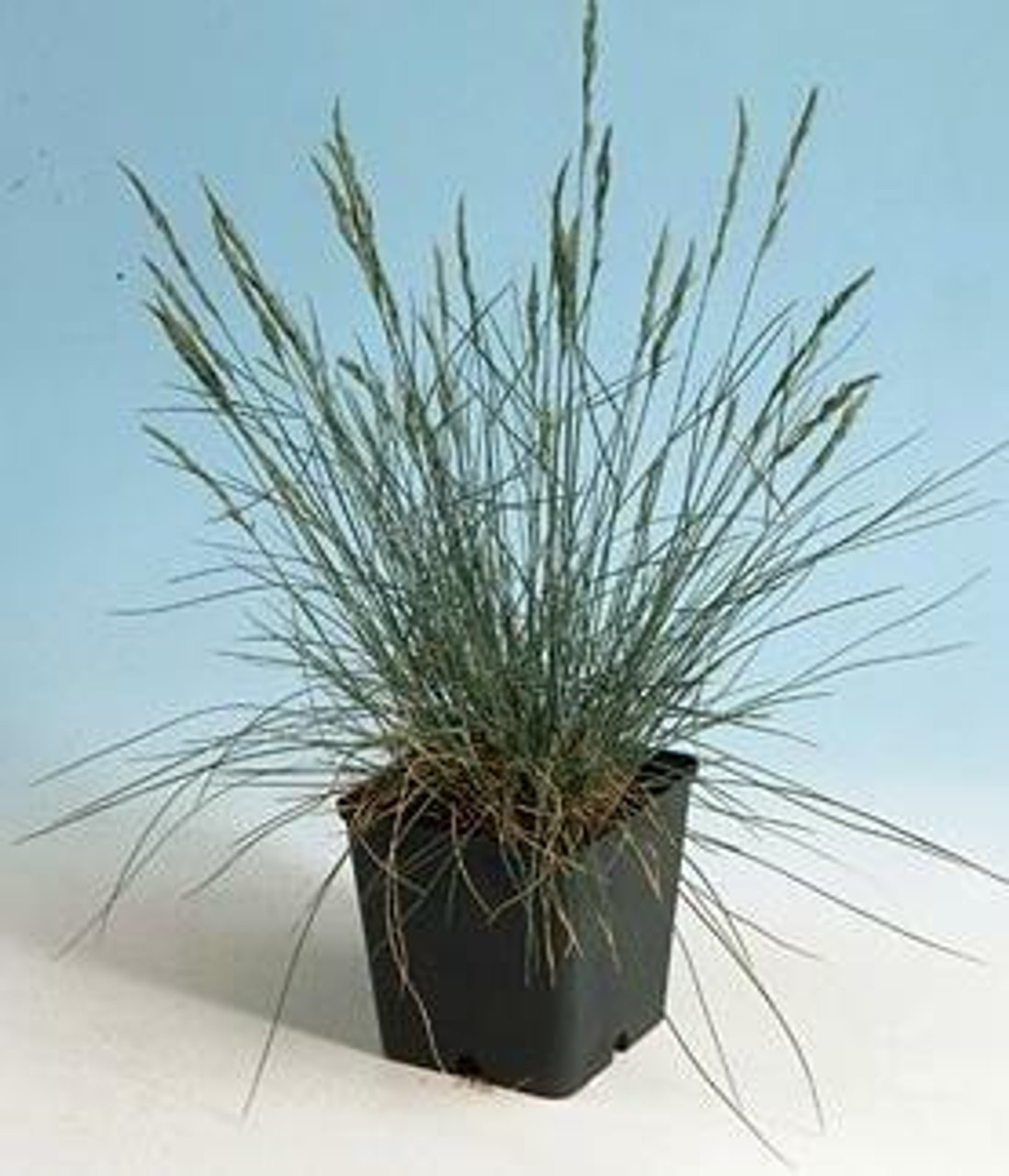 Festuca glauca Blue Fescue 10ct Quarts