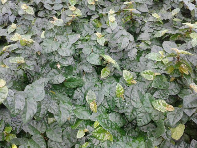 Ficus pumila 18ct Flat